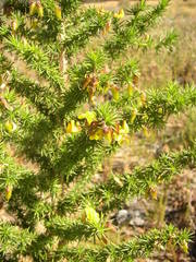 Aspalathus astroites