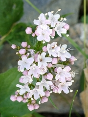 Valeriana montana