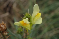Linaria vulgaris