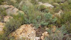 Aspalathus eustonbrownii