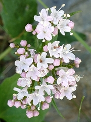 Valeriana montana