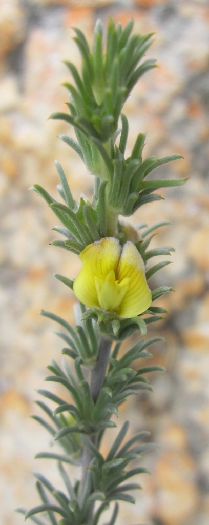 Winter Capegorse