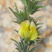 Winter Capegorse - Photo (c) Charles Stirton, some rights reserved (CC BY-SA), uploaded by Charles Stirton