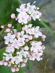 Valeriana montana