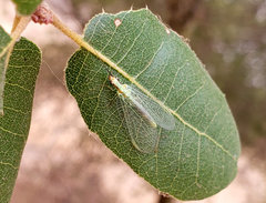 Chrysopa coloradensis