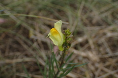 Linaria vulgaris