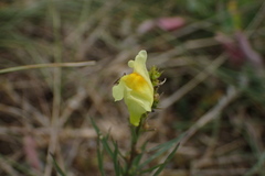 Linaria vulgaris