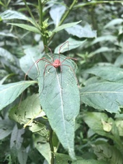 Leiobunum ventricosum