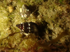 Tritia corniculum