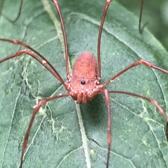 Leiobunum ventricosum