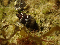 Tritia corniculum