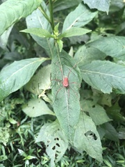 Leiobunum ventricosum