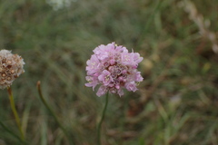 Armeria maritima