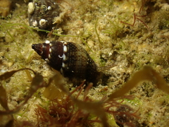 Tritia corniculum