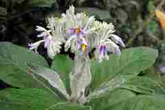 Solanum giganteum