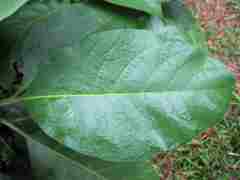 Solanum giganteum