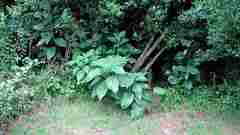 Solanum giganteum