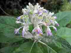Solanum giganteum