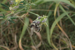 Bombus sylvarum