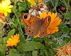 Lasiommata maera
