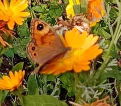 Lasiommata maera