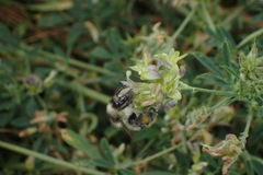 Bombus sylvarum