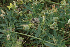 Bombus sylvarum