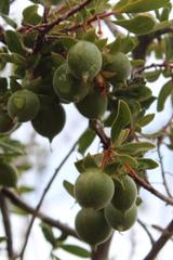 Diospyros ramulosa