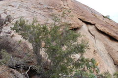 Diospyros ramulosa