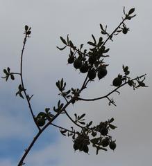 Diospyros ramulosa