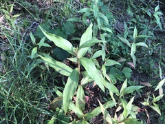 Persicaria barbata