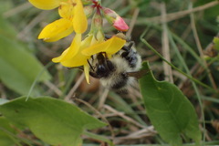 Bombus sylvarum