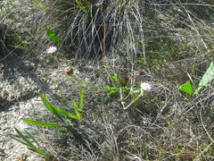 Othonna digitata