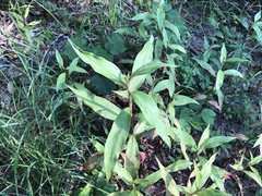 Persicaria barbata