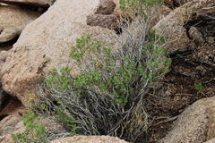 Monechma mollissimum