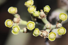 Euphorbia dregeana