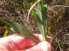 Othonna digitata