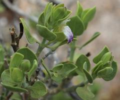 Monechma mollissimum