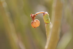 Euphorbia dregeana