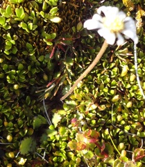 Brachyscome sinclairii