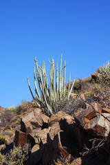 Euphorbia dregeana