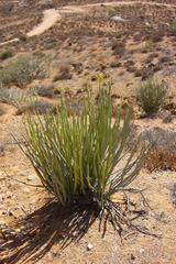 Euphorbia dregeana