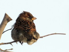 Passer domesticus