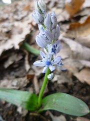 Hyacinthoides aristidis