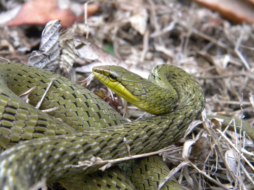 Western Ghats Bronzeback