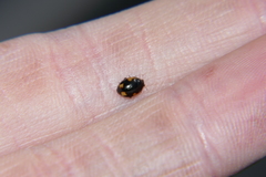 Ceratomegilla alpina