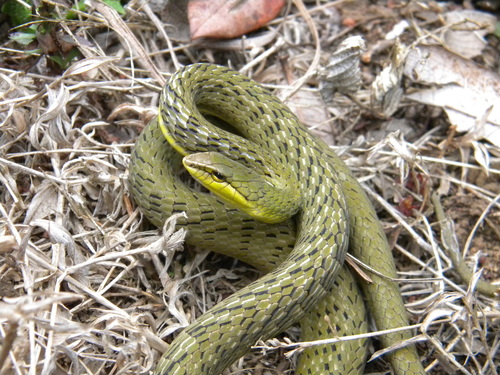 Photo of a Western Ghats Bronzeback (Ahaetulla perroteti)
