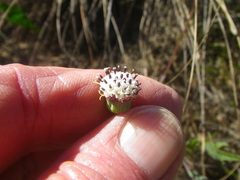 Othonna digitata