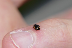 Ceratomegilla alpina