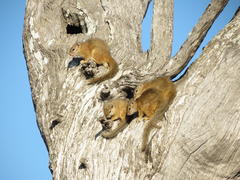 Paraxerus cepapi cepapi